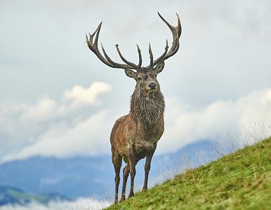 Wildpark Aurach