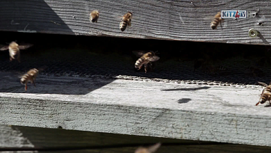 Bienensterben in Kitzbuehel 2015
