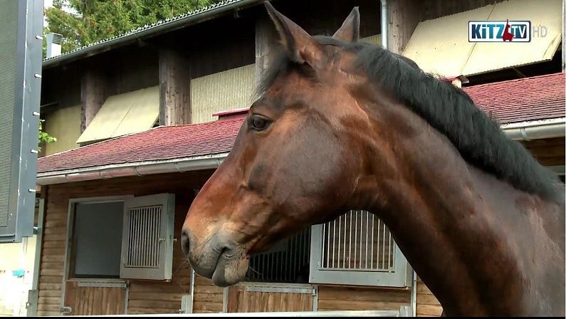 Springreitturnier Mauring 2016